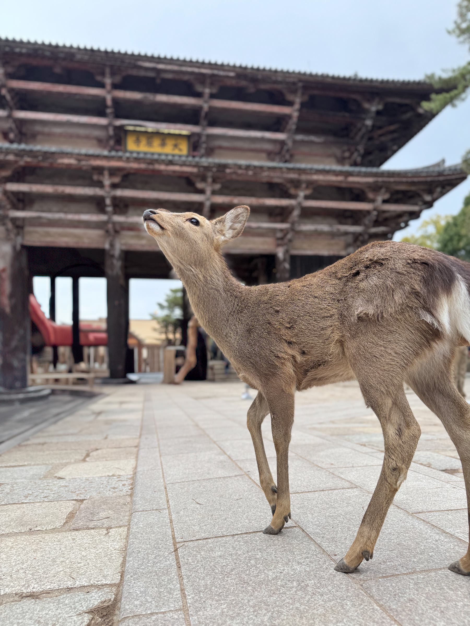 Nara, Japan